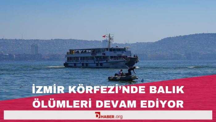 İzmir Körfezi'nde balık ölümleri devam ediyor